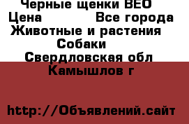 Черные щенки ВЕО › Цена ­ 5 000 - Все города Животные и растения » Собаки   . Свердловская обл.,Камышлов г.